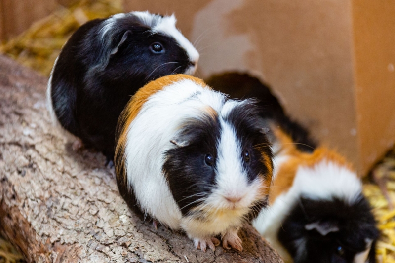 Guinea pig - De Zonnegloed - Animal park - Animal refuge centre 
